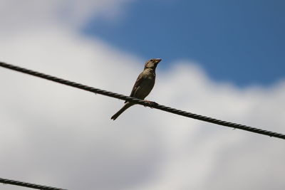 Low angle view of bird perching on cable against sky