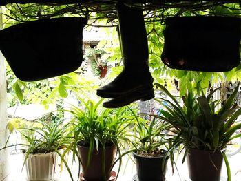 Low section of potted plants hanging
