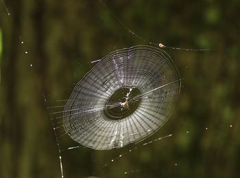 Close-up of cobweb against blurred background