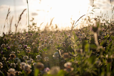 Close-up of flowering plants on field against sky