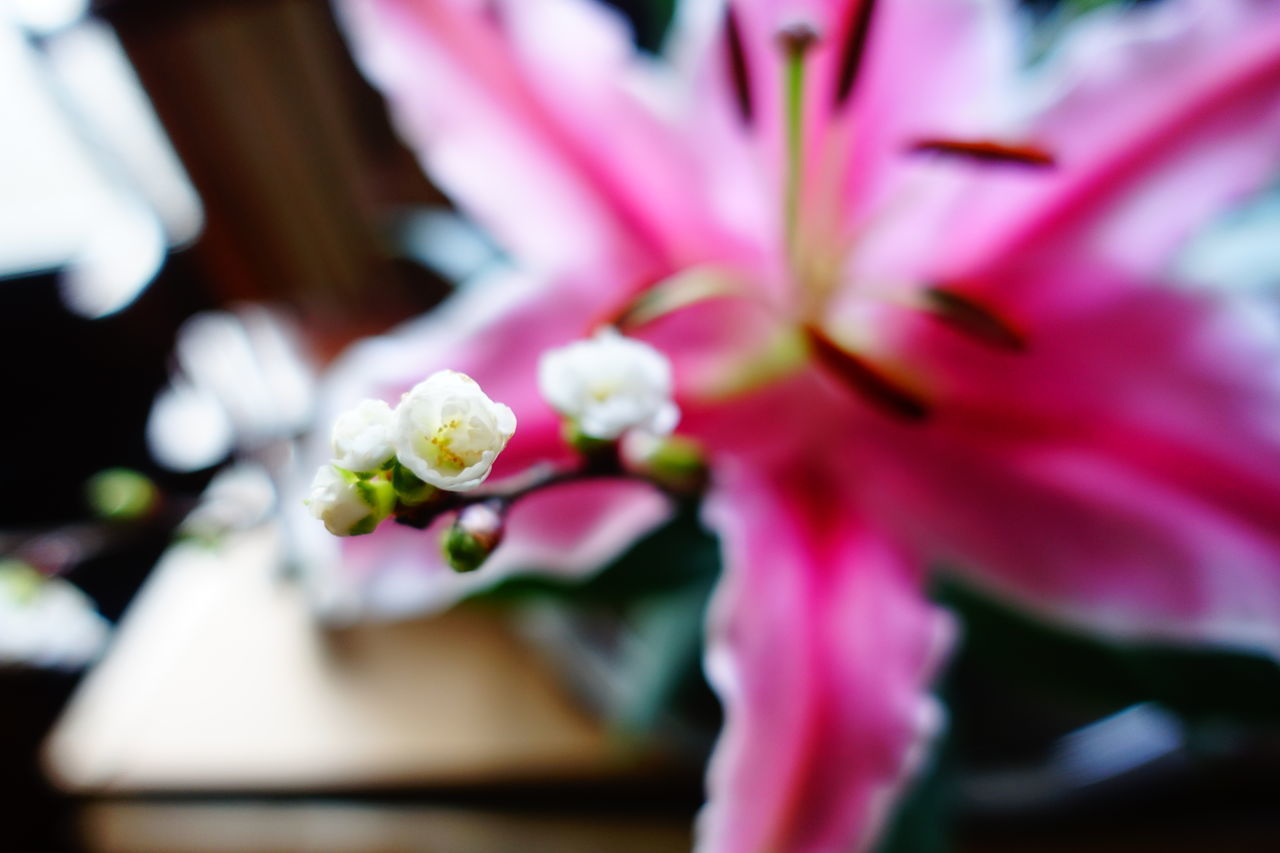 CLOSE-UP OF PINK WHITE FLOWER