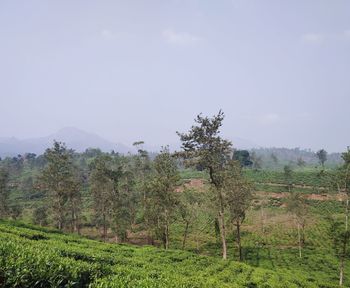 Trees on field against sky
