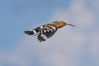 Low angle view of bird flying against clear sky