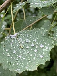 Close-up of raindrops on leaves