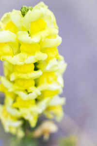 Close-up of yellow flower over white background