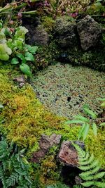 Plants growing on rocks