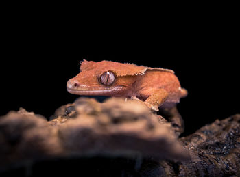 Close-up of lizard against black background