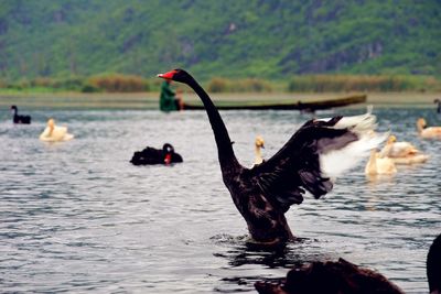 Swans on lake