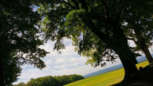 Scenic view of trees against sky