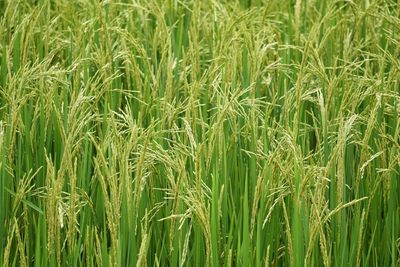 Full frame shot of wheat field