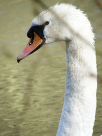 Close-up of a bird