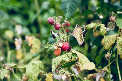 Close-up of berries growing on plant