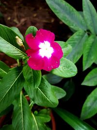 Close-up of pink rose flower