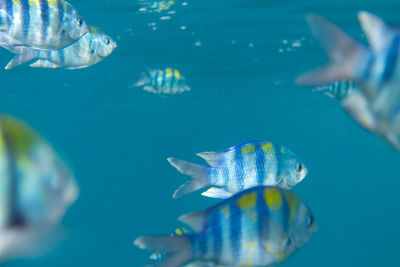 Close-up of fish swimming in sea