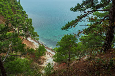 High angle view of trees by sea