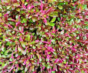 Full frame shot of pink flowering plants