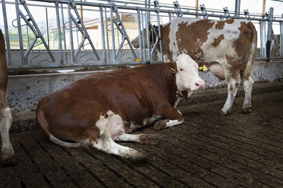 Cow resting on