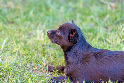 Portrait of a dog on field