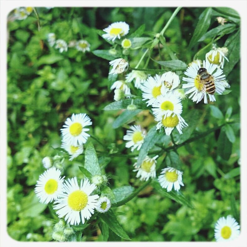 flower, freshness, petal, fragility, transfer print, yellow, flower head, growth, beauty in nature, blooming, daisy, white color, nature, plant, focus on foreground, close-up, auto post production filter, pollen, in bloom, field