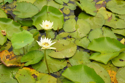 High angle view of lotus water lily in lake