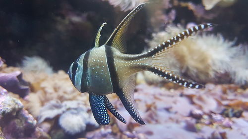 Close-up of fishes swimming in sea