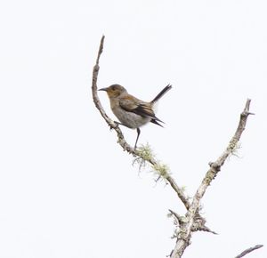 Bird perching on branch against clear sky