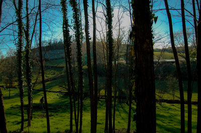 Trees in forest against sky