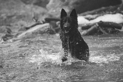 Portrait of dog running in water
