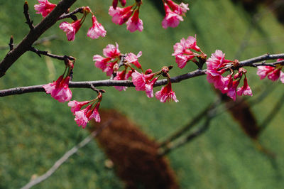Close-up of pink cherry blossoms in spring