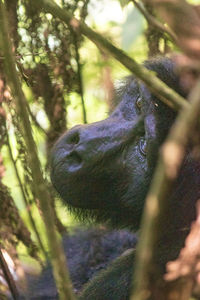 Close-up of lizard in the forest