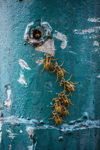 Close-up of rusty metal door