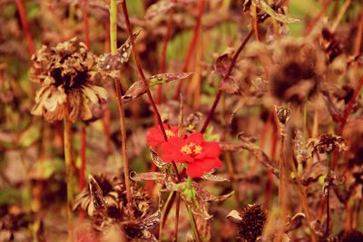 Close-up of flowers