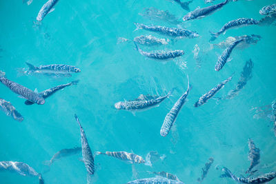 High angle view of fish swimming in sea