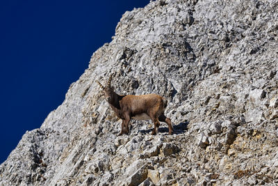 Rock formations on mountain with capricorn on it