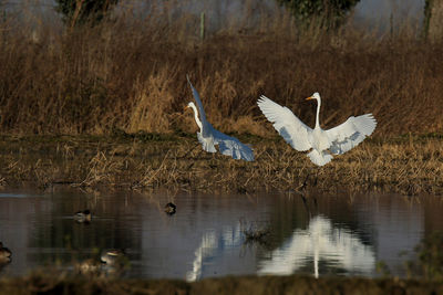 Birds flying over lake