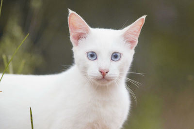 Close-up portrait of cat sitting outdoors