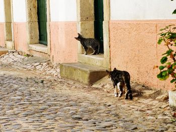 Cat looking away against wall