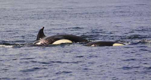 A killer whale is diving underwater