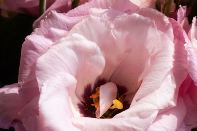 Close-up of pink rose flower