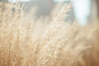 Close-up of plant growing on field