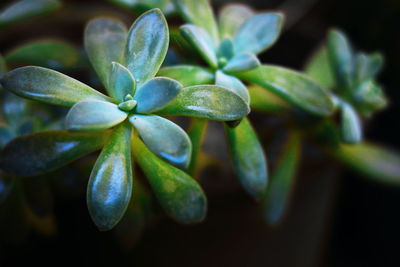 Close-up of succulent plants growing outdoors