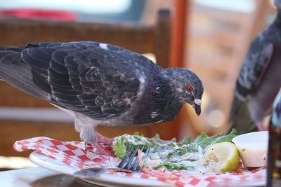 Close-up of pigeon on leftover food in plate