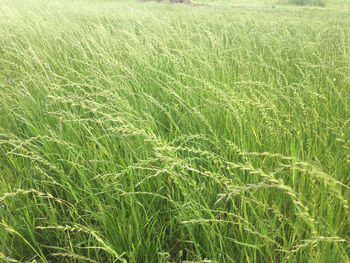 Full frame shot of corn field