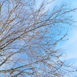 Low angle view of flower tree against blue sky