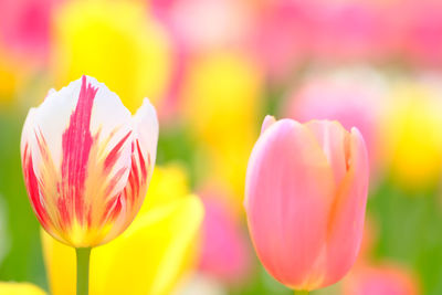 Close-up of pink tulips
