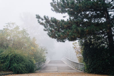 Road amidst trees against sky