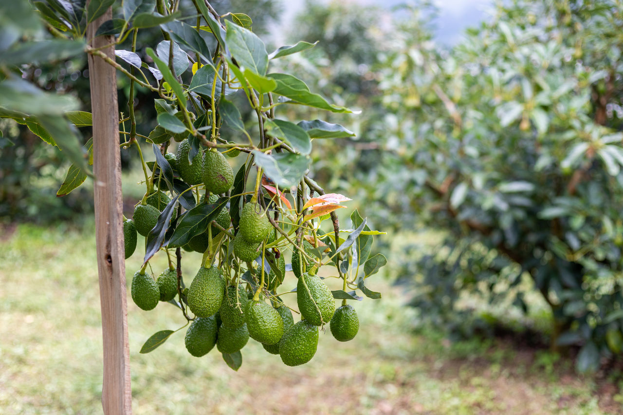 CLOSE-UP OF FRUITS GROWING ON TREE