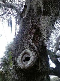 Low angle view of trees