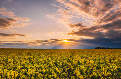 Scenic view of field against sky during sunset