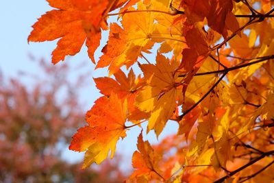 Close-up of maple leaves on tree